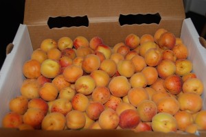 apricots