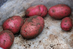 redpotatoes