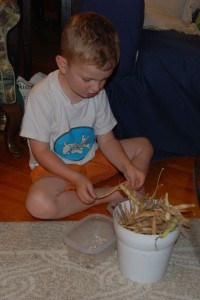 Eli shelling the beans