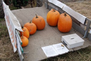 the pumpkin wagon