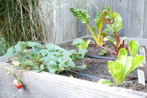 strawberries and chard