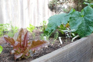 lettuces, agretti, and zucchini